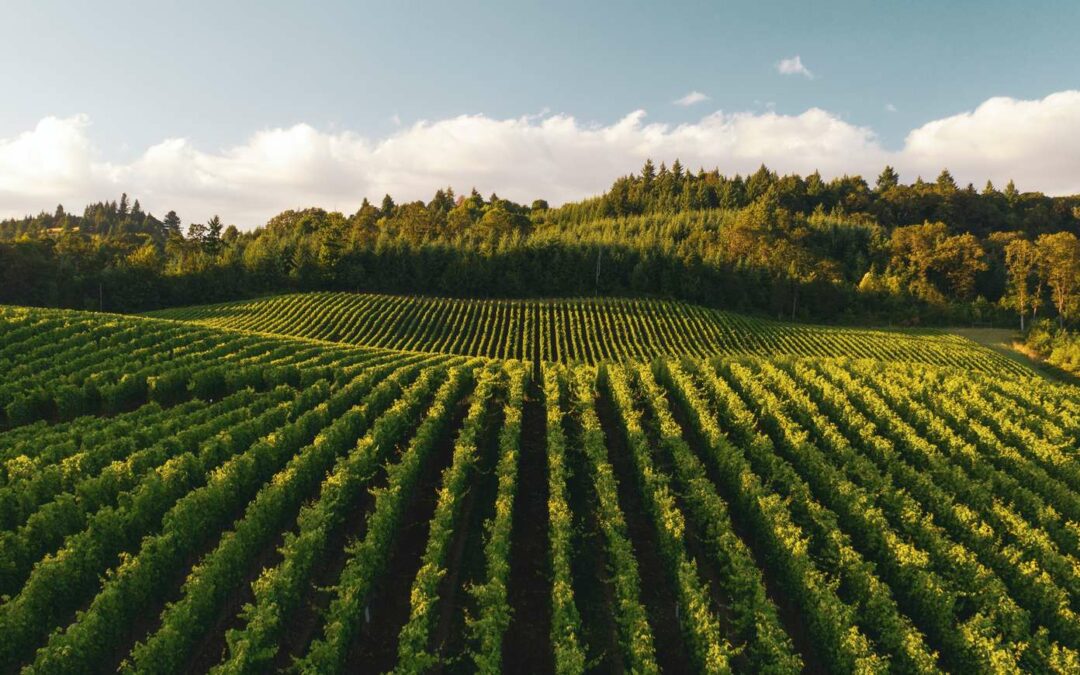 A New Season of Growth – Is Your Cellar Ready for the 2026 Vintage?